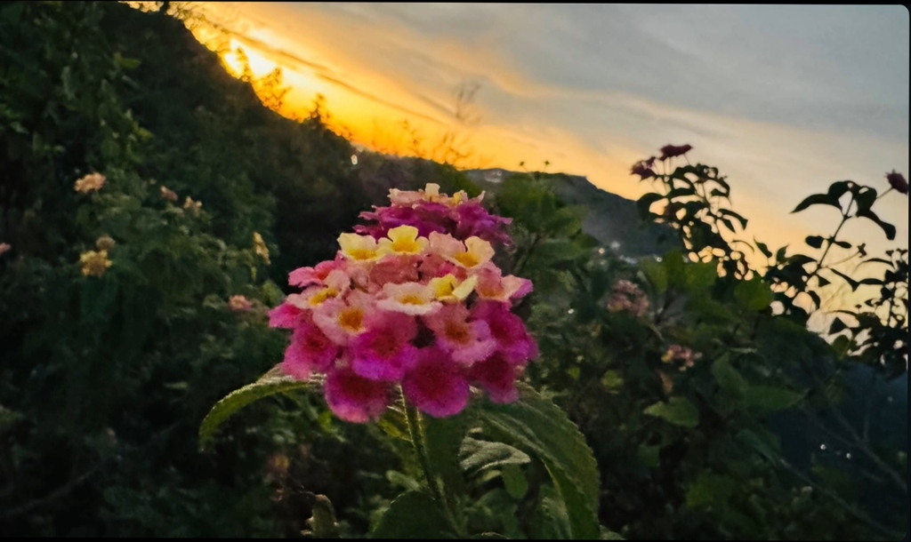Flower and hills background